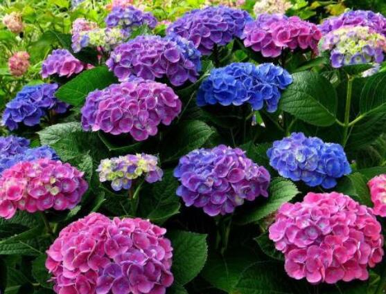 繡球花插花養護，教你四點有效養護措施(水養爆盆)