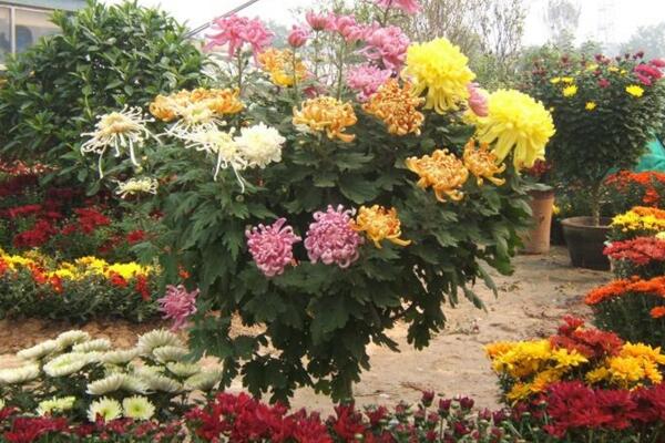 菊花葉子發黃怎么辦，分析原因并及時處理