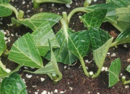 繡球花夏天可以扦插嗎，抑制生根、存活慢(不適宜)