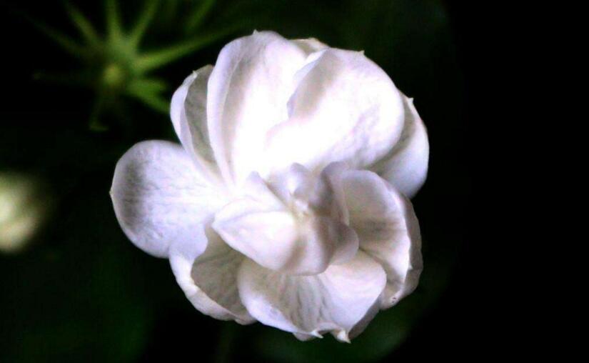茉莉花開花后怎么辦，要及時修剪和施肥等3個方面的養(yǎng)護