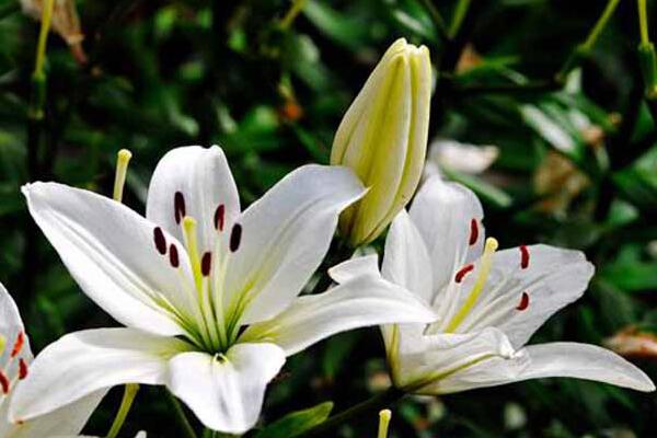 香水百合有毒嗎，花朵無毒但花香有微毒