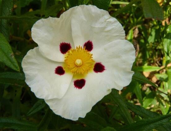 薔薇花的花語大全，細數(shù)薔薇花九大品種花語
