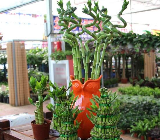富貴竹開花什么預兆，富貴竹什么時候開花