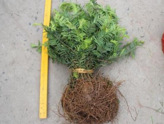 紅豆杉扦插繁殖方法，做好這五大方法便可生根發(fā)芽