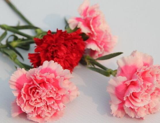 怎么讓康乃馨快速開(kāi)花，教你五種花開(kāi)爆盆最好方法