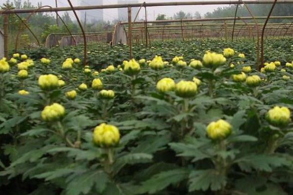 盆栽菊花的養(yǎng)殖方法，5步教你養(yǎng)好菊花