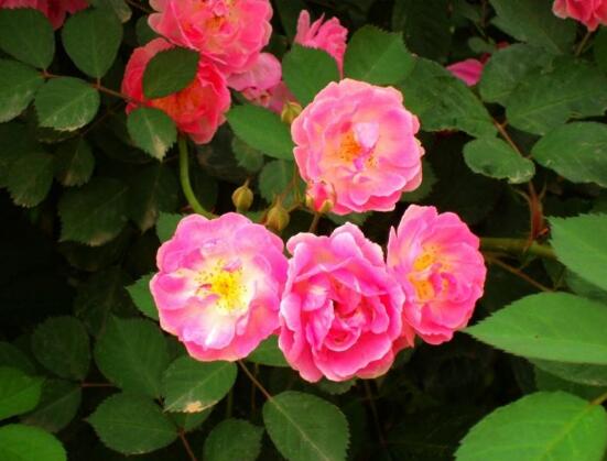 薔薇花什么時候種植，薔薇花幾月種植