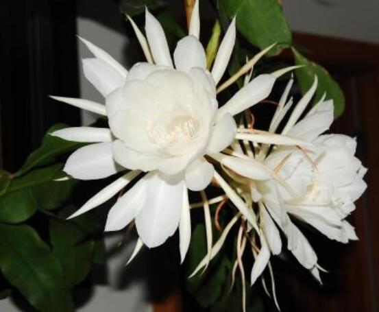 曇花怎么澆水，不同季節不同澆水量(見干見濕)