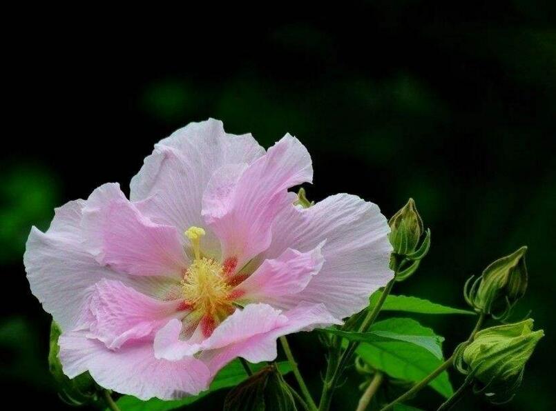 盆栽芙蓉花的養(yǎng)殖方法，養(yǎng)護(hù)得當(dāng)可以花開(kāi)滿園