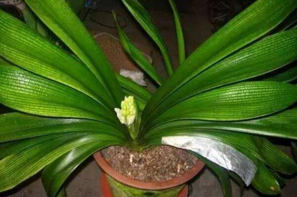 君子蘭開花后怎么處理，分為留種處理與不留種處理