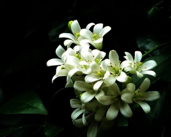 九里香每年開多少次花，一年獨開一次花(花期4-8月)