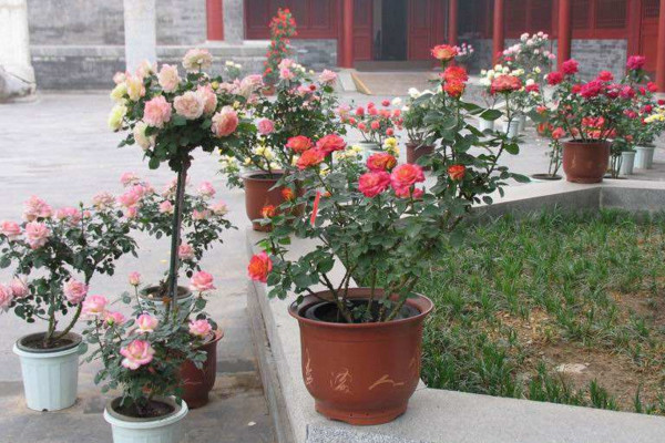 月季換盆后蔫了怎么辦，適當(dāng)遮陰并控制澆水