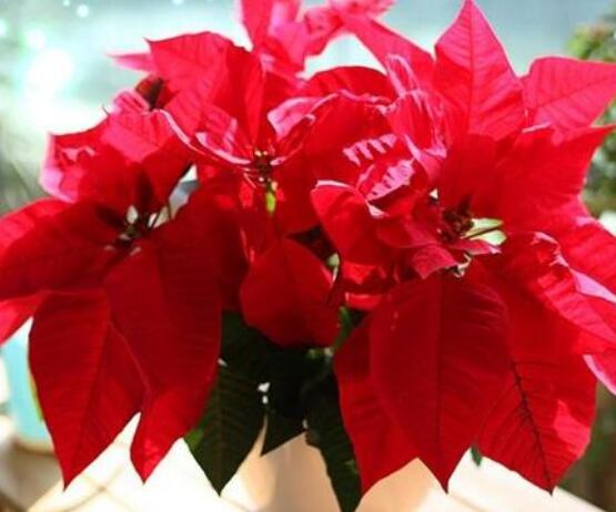 一品紅的花語是什么，普天同慶、共祝新生(圣誕之花)
