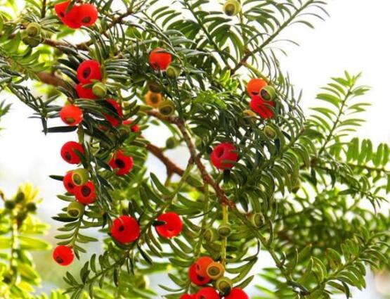 家里養紅豆杉風水好嗎，起到延年益壽、幸福健康