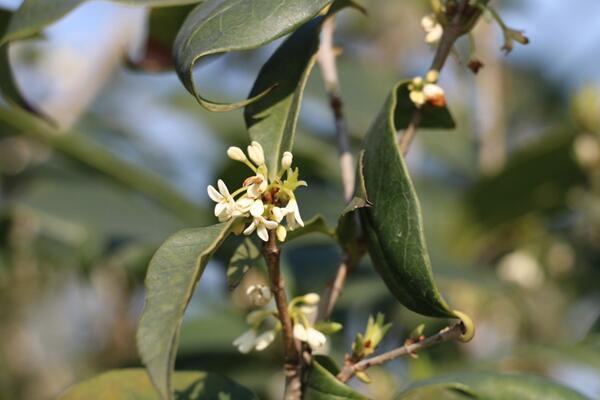 四季桂花的養(yǎng)殖方法，讓植株開花不斷的要點(diǎn)
