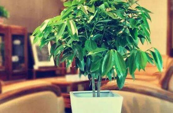 平安樹(shù)圖片，平安樹(shù)開(kāi)花圖片