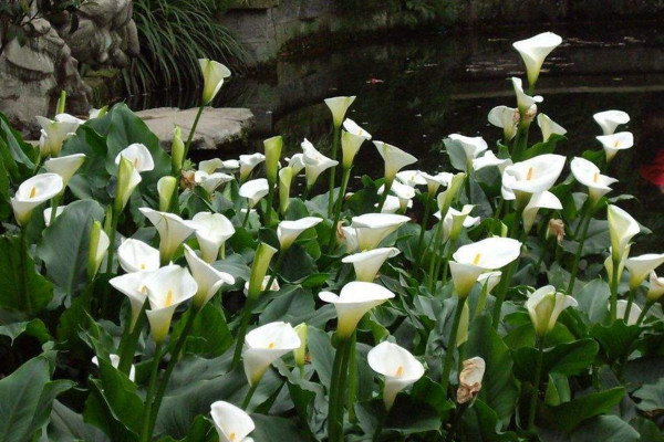 馬蹄蓮開花后怎么處理，花后1~2周進(jìn)行修剪