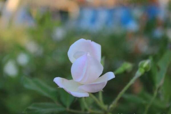 薔薇花病害及防治方法，四種病害的癥狀以及防治