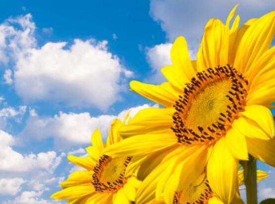 向日葵的花語和寓意，代表著沉默的愛、我的心永遠(yuǎn)追隨你