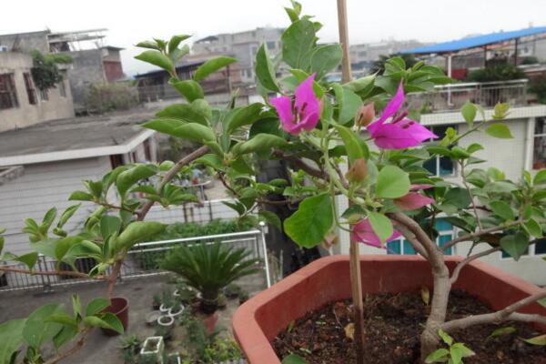 三角梅冬天落葉嗎，溫度過低導致植株葉片掉落