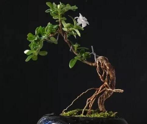 六月雪樹葉發(fā)黑怎么辦，找清原因及時(shí)救治（三種原因及解決方法）