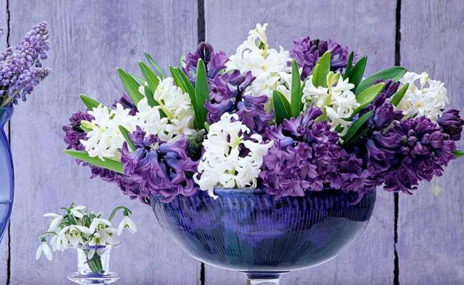 葡萄風信子的養(yǎng)殖方法，6種方法教你養(yǎng)好葡萄風信子