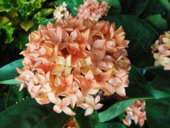 繡球花開花后如何修剪，花后一年修剪兩次(春秋季節(jié))