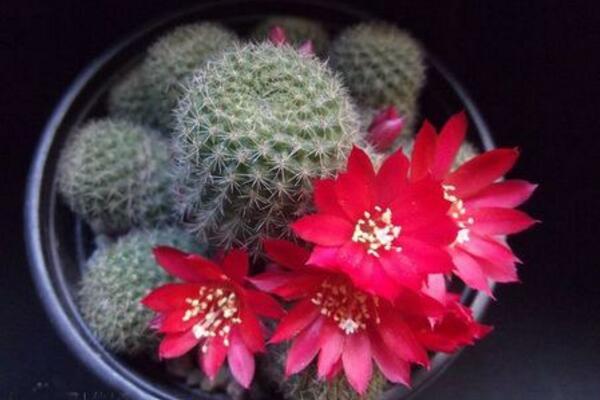 仙人球開花季節(jié)，每年的春夏季綻放（花期十天左右）