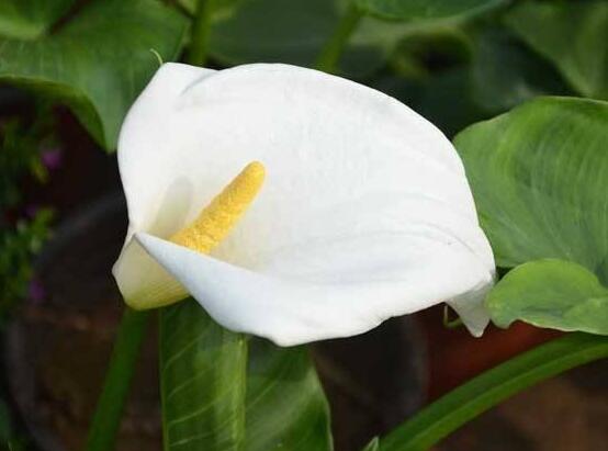 馬蹄蓮花語(yǔ)代表什么，代表著純潔無(wú)瑕、氣質(zhì)高雅