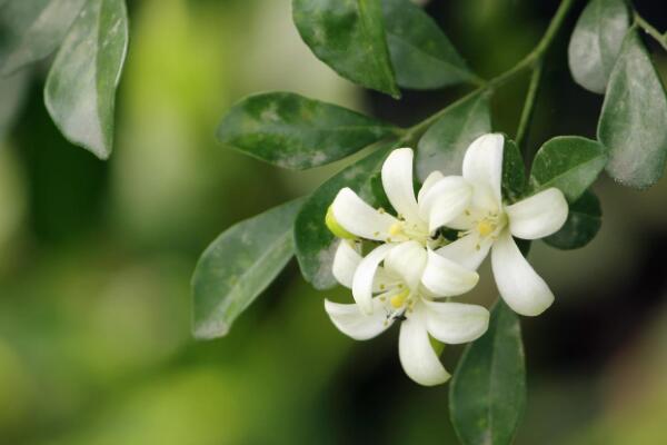 九里香花期有多長,花期一般有四個月(4-8月)