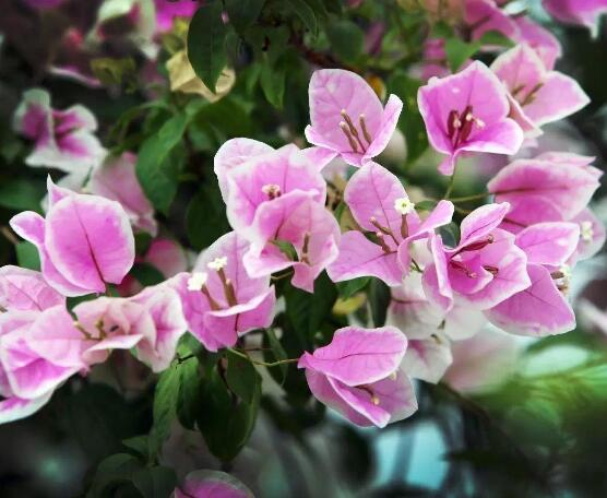 三角梅什么時(shí)候剪枝，一般以春季修剪最佳(生長(zhǎng)期與花謝期)