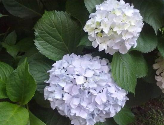 繡球花什么時候開花，繡球花一年開幾次花