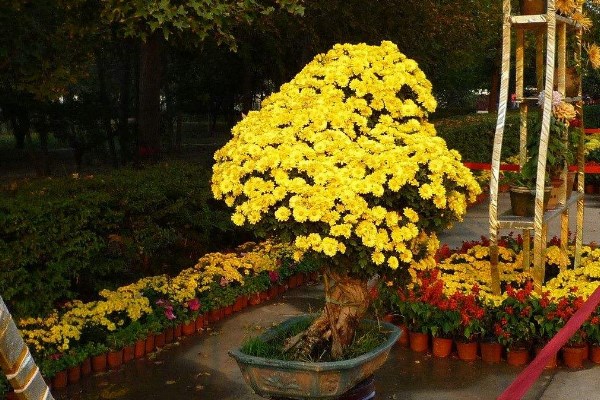 菊花施什么肥料長得好，掌握施肥要點是關鍵