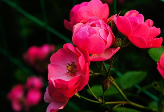 薔薇花什么時候種植，薔薇花幾月種植