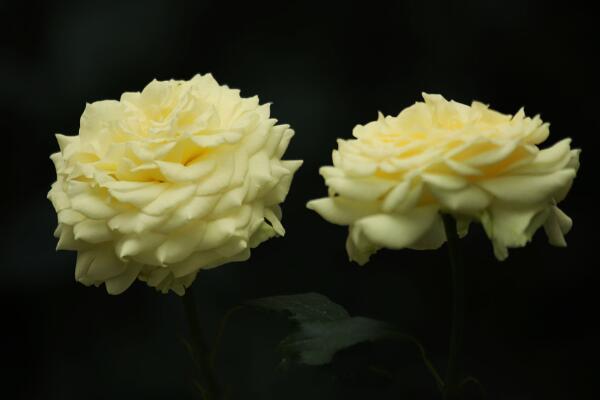 月季花品種介紹，最為主要的5個品種