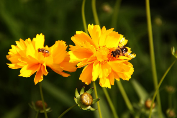 太陽(yáng)花不開(kāi)花怎么辦，補(bǔ)充光照/控水控濕等