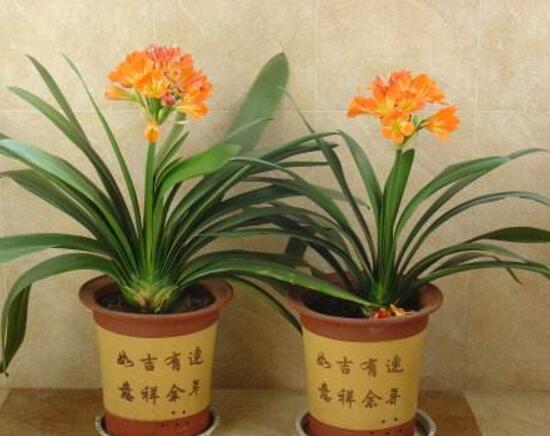 君子蘭什么時(shí)候開(kāi)花，君子蘭開(kāi)花有什么兆頭