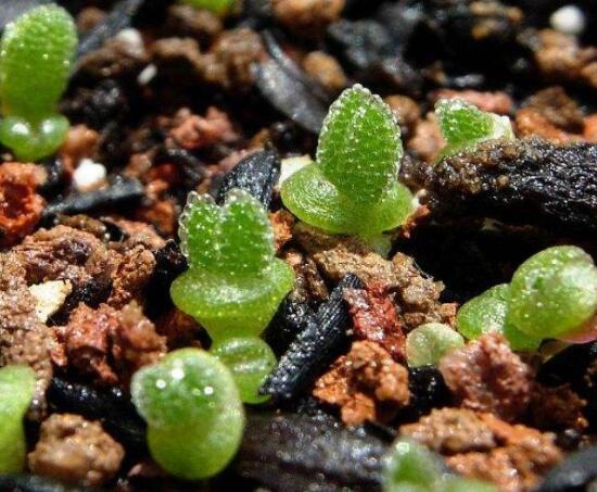 碧光環秋天怎么養，教你五點重要方法生長碧綠