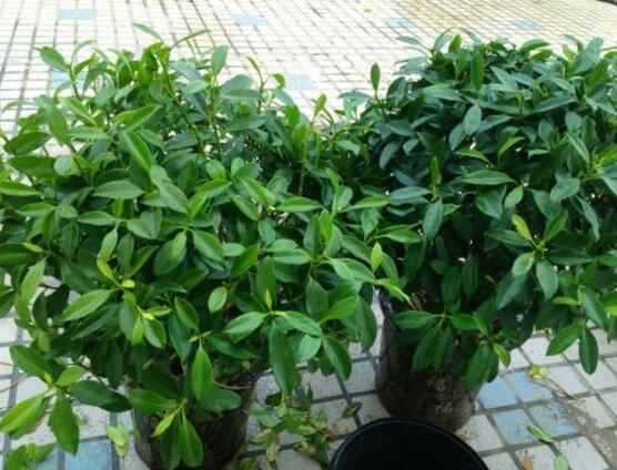 平安樹(shù)的花語(yǔ)，祈求平安、闔家幸福、萬(wàn)事如意