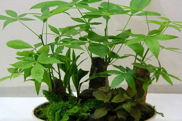 發(fā)財(cái)樹皮腐爛怎么救，停止?jié)菜舻魻€根