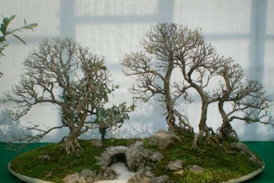 六月雪有毒嗎，六月雪可以養(yǎng)殖在室內嗎