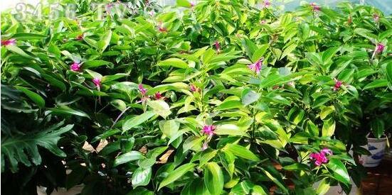平安樹(shù)圖片，平安樹(shù)開(kāi)花圖片