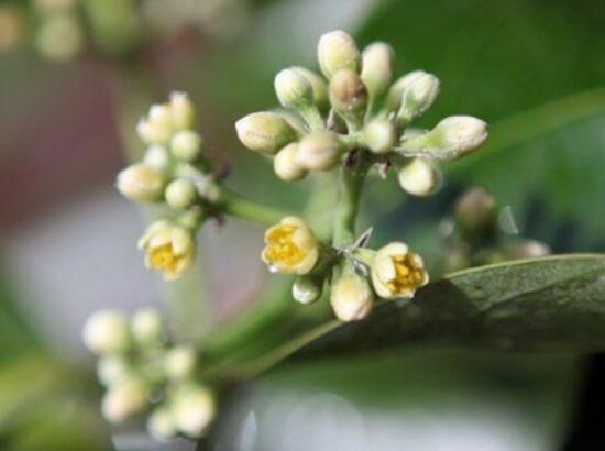 平安樹(shù)開(kāi)花嗎，平安樹(shù)養(yǎng)多久可以開(kāi)花