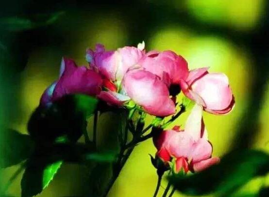 野薔薇花，野薔薇花特點(diǎn)
