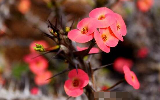 虎刺梅不開花什么原因，老農(nóng)總結(jié)最實(shí)用三種解決方法