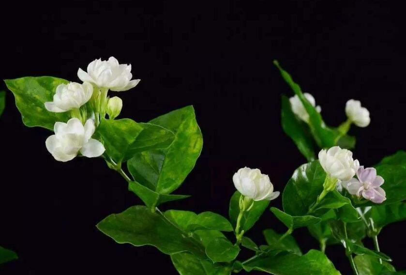 茉莉的花語，地區(qū)和數(shù)量不同代表的寓意也不同