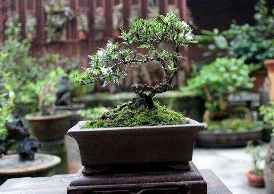 六月雪不發芽怎么辦，教你三種最直觀解決辦法