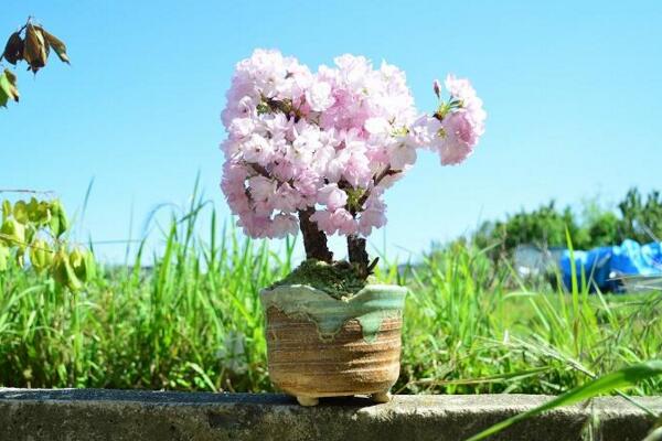 櫻花盆景怎么養(yǎng)護(hù)，養(yǎng)好櫻花盆景必須要做好以下7點(diǎn)