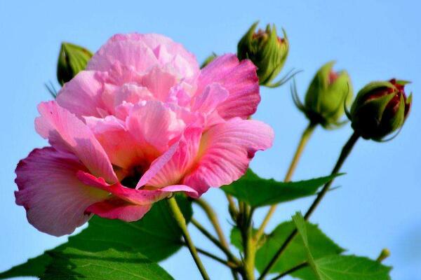 木芙蓉花有蕾不開花怎么回事，影響植株開花的5大因素
