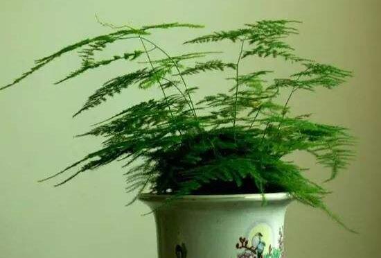文竹病蟲害有哪些，文竹的病蟲害防治